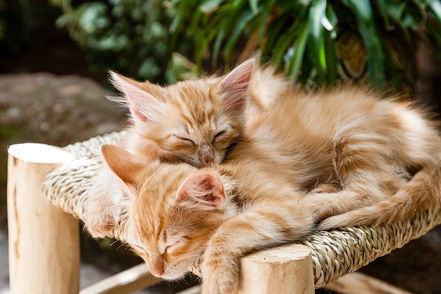 spící koťata